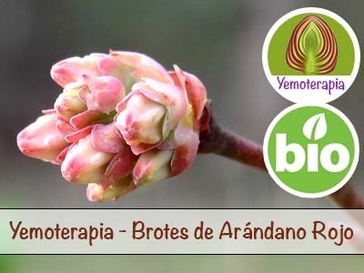 Arando-vermelho Rebentos Jovens - Gemoterapia