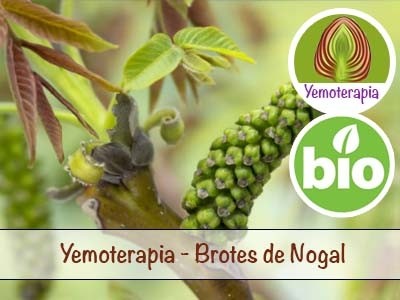 Nogueira Rebentos Jovens - Gemoterapia
