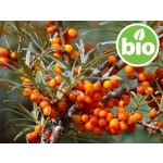 Óleo de Espinheiro-marítimo de extração CO2 - BIO