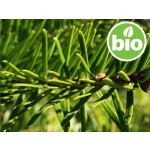Óleo Essencial de Abeto Gigante BIO