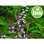 Óleo Essencial de Lúcia-lima / Erva-luísa BIO