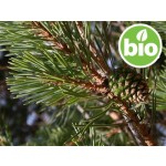 Óleo Essencial de Pinheiro-silvestre BIO