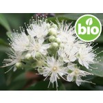 Óleo Essencial de Murta-limão Qt. Citral - Silvestre e BIO