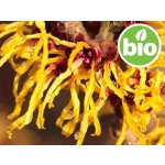 Hidrolato de Hamamélis BIO