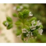 Hidrolato de Manjerona Espanhola BIO