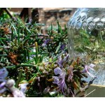 Hidrolato de Alecrim (Qt. Cânfora) BIO