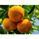 Óleo Essencial de Laranja Amarga