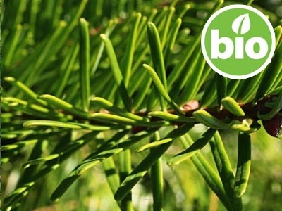 Óleo Essencial de Abeto Gigante BIO
