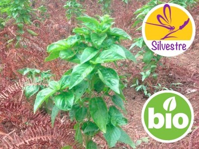 Óleo Essencial de Manjericão Tropical Silvestre BIO