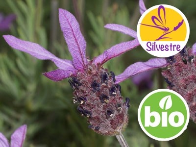 Óleo Essencial de Rosmaninho Silvestre e BIO