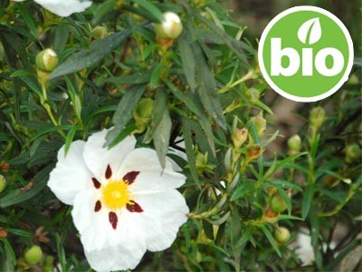 Óleo Essencial de Esteva BIO e Silvestre