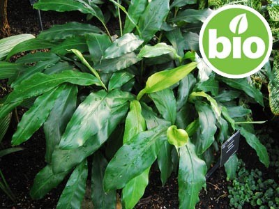 Óleo Essencial de Cardamomo BIO