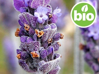 Óleo Essencial de Lavanda Branca BIO