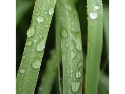 Óleo Essencial de Lemongrass