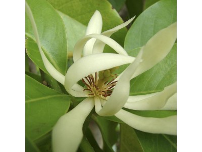 Óleo Essencial de Magnólia (Folhas)