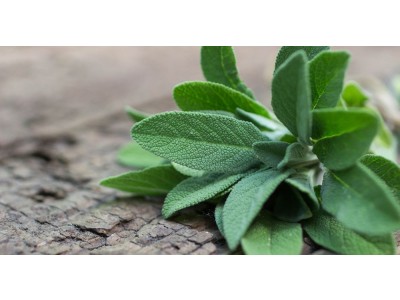 Óleo Essencial de Salvia Officinalis BIO