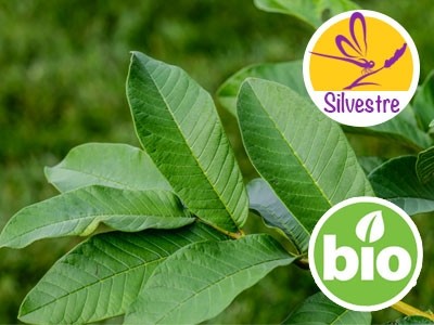 Óleo Essencial de Goiaba Silvestre BIO - Psidium guajava