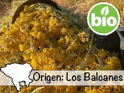 Óleo Essencial de Sempre-viva BIO - Balcãs