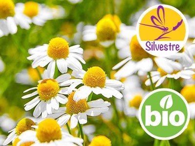 Óleo Essencial de Camomila Romana BIO - Silvestre