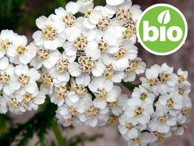 Óleo Essencial de Mil-folhas Silvestre e BIO