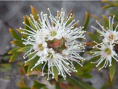 Óleo Essencial de Kunzea Silvestre