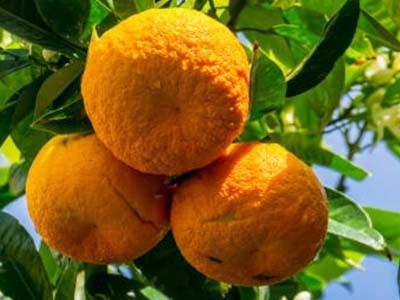 Óleo Essencial de Laranja Amarga