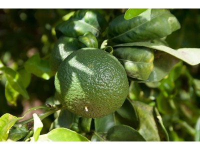 Óleo Essencial de Petitgrain de Clementina BIO
