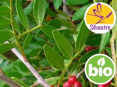 Óleo Essencial de Lentisco Silvestre e BIO