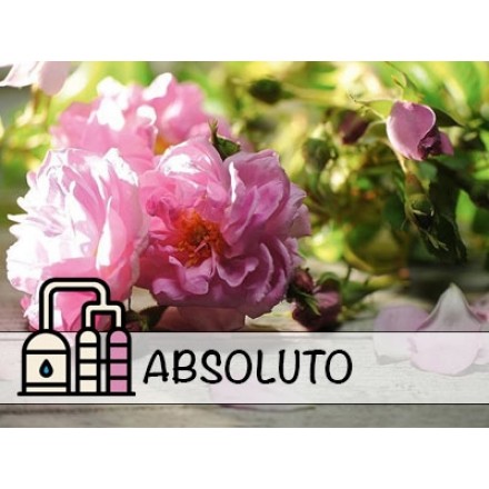 Absoluto de Rosa Búlgara Otto
