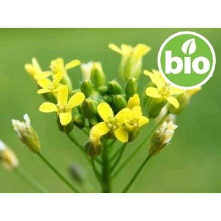 Óleo de Camelina Sativa Virgem de 1ª pressão BIO