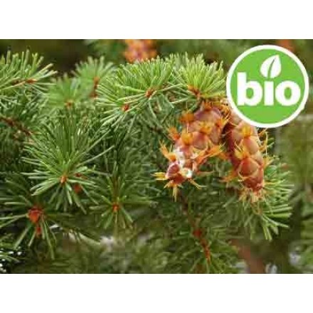 Óleo Essencial de Pinheiro Douglas BIO (Abeto Douglas)