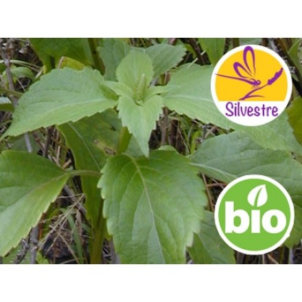 Óleo Essencial de Manjericão Picante - Silvestre BIO