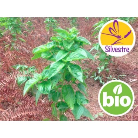 Óleo Essencial de Manjericão Tropical Silvestre BIO