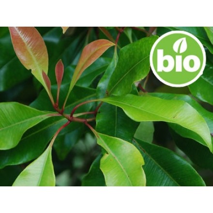 Óleo Essencial de Cravinho BIO - Folhas