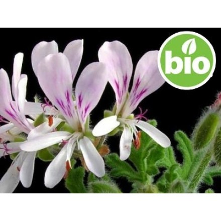 Hidrolato de Gerânio Bourbon BIO - Microfiltrado