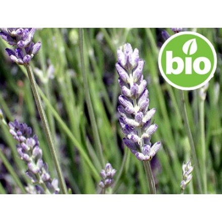Óleo Essencial de Lavandin Super BIO Diluído (5%)