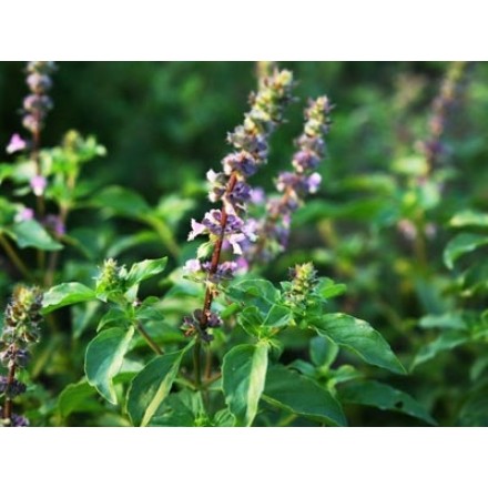 Óleo Essencial de Tulsi - Manjericão-sagrado