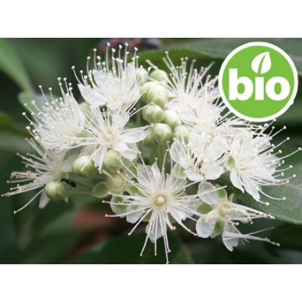 Óleo Essencial de Murta-limão Qt. Citral - Silvestre e BIO