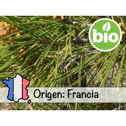 Óleo Essencial de Pinheiro de Alepo Silvestre e BIO