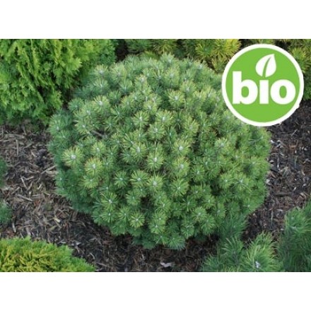 Óleo Essencial de Pinheiro Anão BIO
