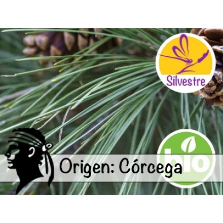 Óleo Essencial de Pinheiro Laricio Silvestre e BIO