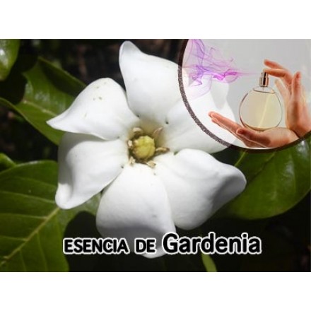 Fragrância de Gardénia