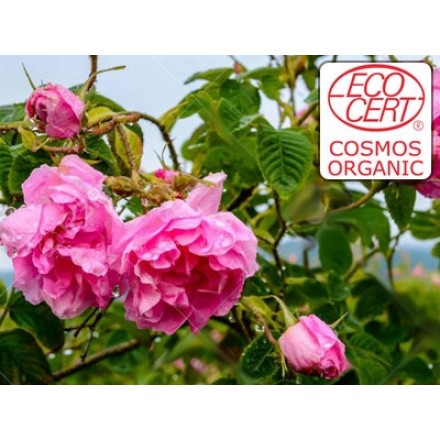 Extrato líquido de Rosa Damascena Ecocert - Hidroglicerinado.