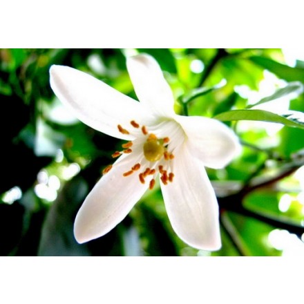 Aroma de Flor de Laranjeira - Hidrossolúvel