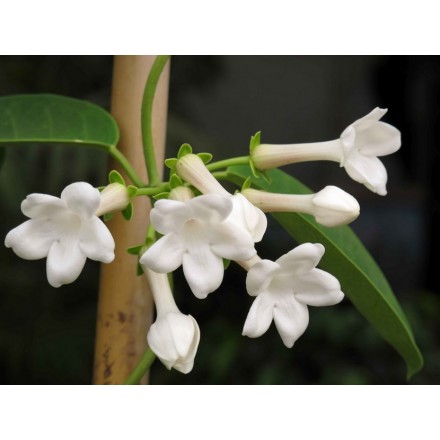 Fragrância de Jasmim Fresh