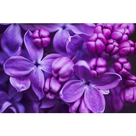 Fragrância de Lilás