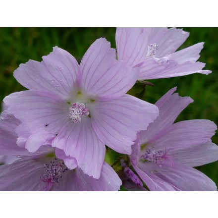 Fragrância de Almíscar Branco / Musk