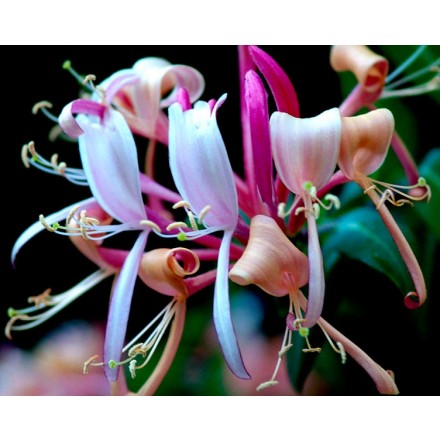 Fragrância de Madressilva