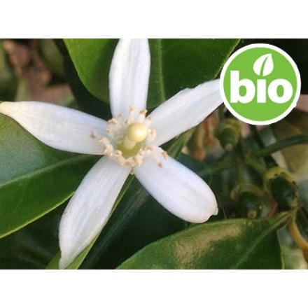 Hidrolato de Flor de Laranjeira - Néroli BIO