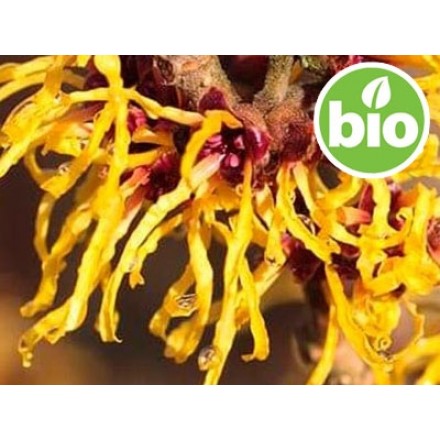 Hidrolato de Hamamélis BIO